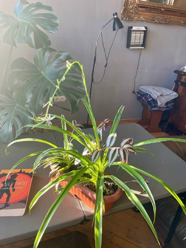 Хлорофитум мелкий, крупный, Лимонное дерево ростки 5