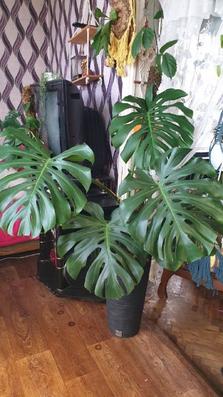 Монстера, Сциндапсус, Филодендрон, Алоказия, Розмарин, Лимон