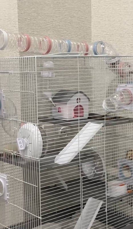 Большая четырехэтажная клетка с домиком и аксессуарами 2