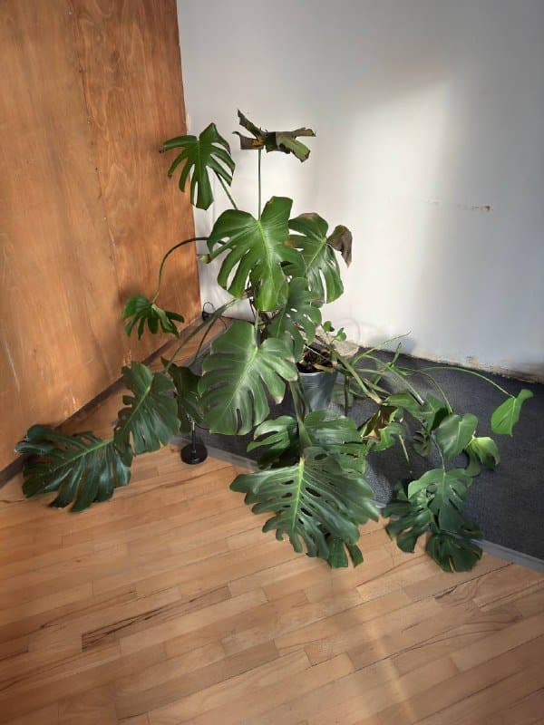 Монстера 120 см
