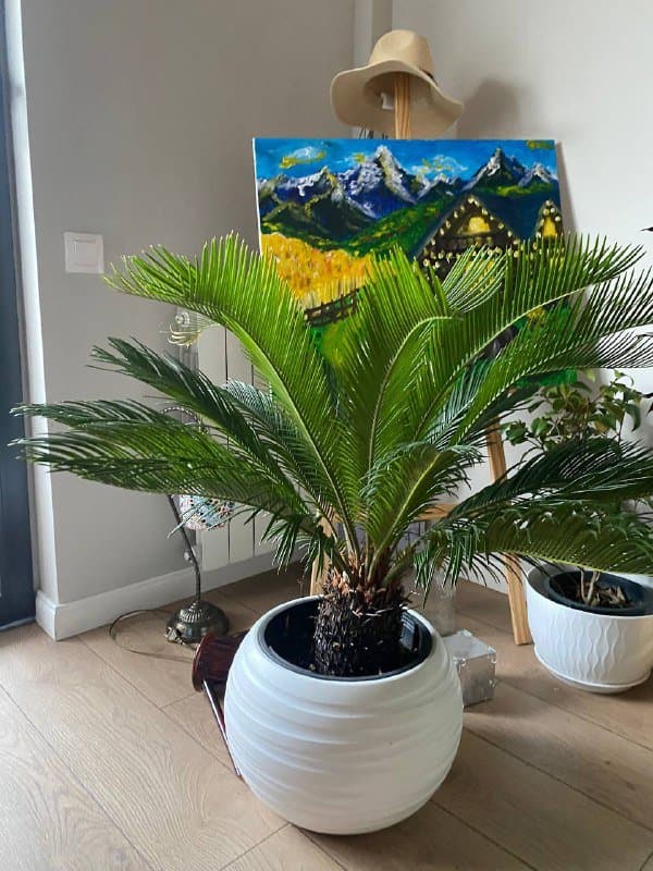 Пальма в горшке 2