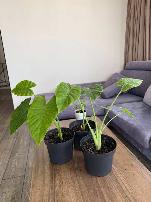 Алоказия крупнолистная большая, маленькая