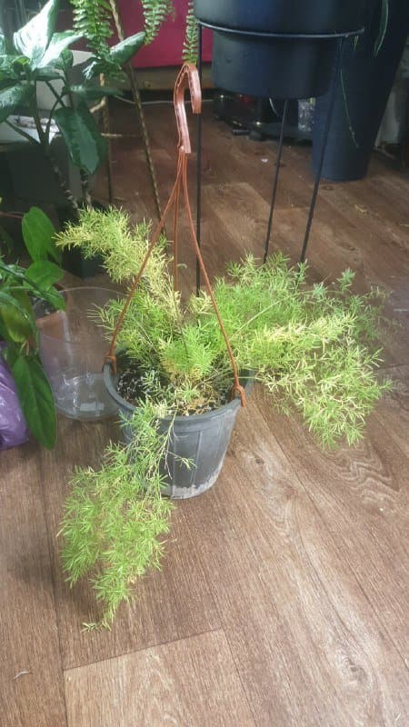 Растение аспарагус в горшке