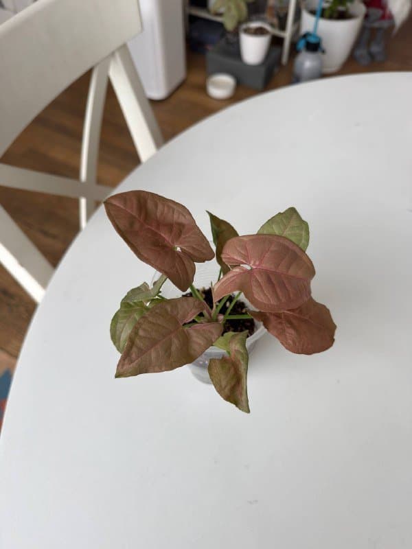 Излишки комнатных растений 3