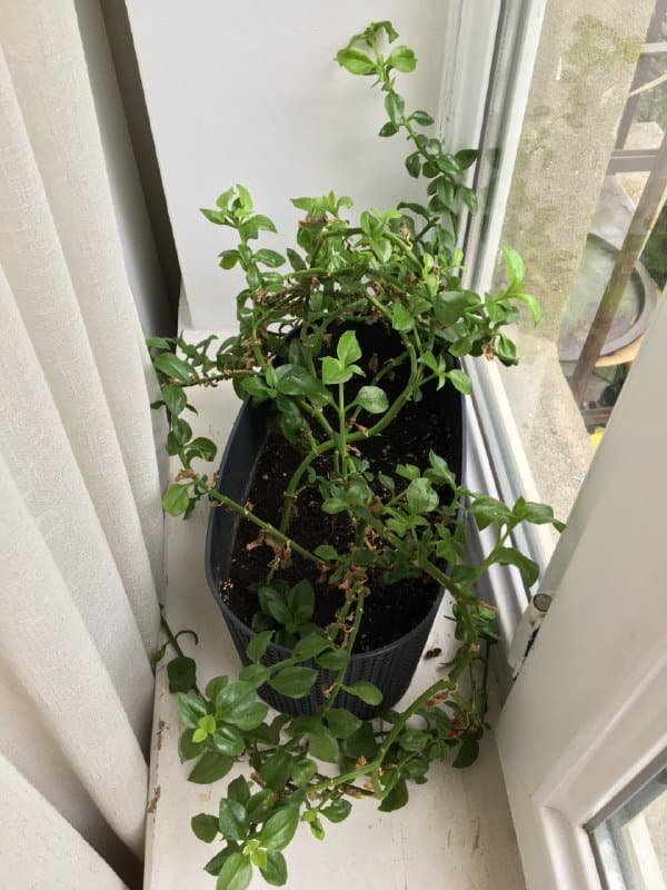 Монстера, Авокадо, Аптения 3