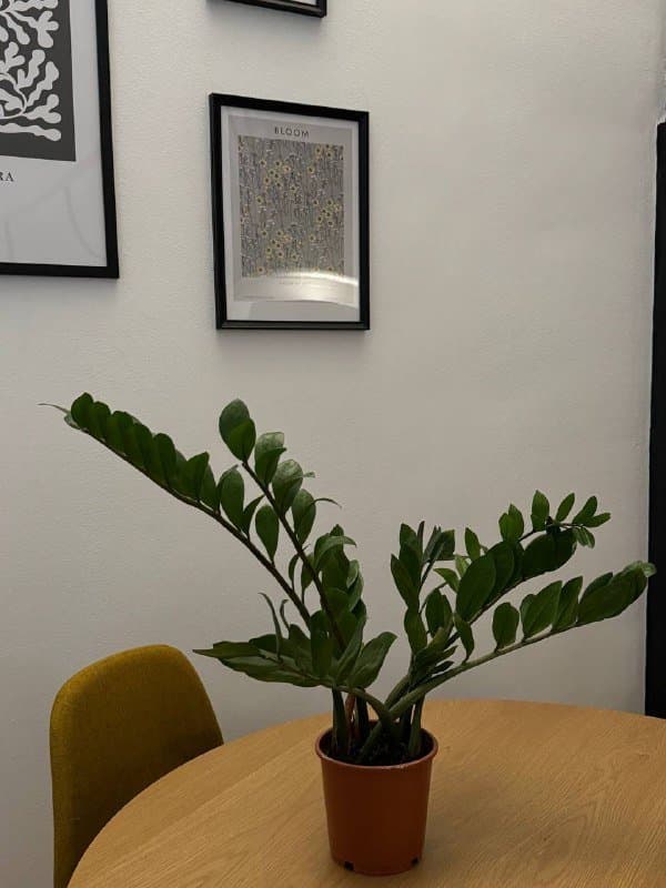 Растение цветок замиокулькас