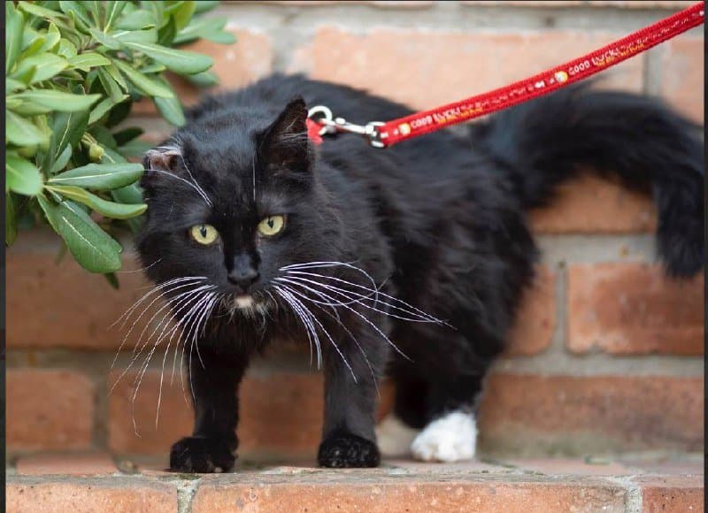 Черно-белая кошечка 3-4 года для дома или передержки 3