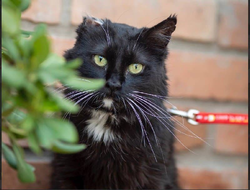 Черно-белая кошечка 3-4 года для дома или передержки 1