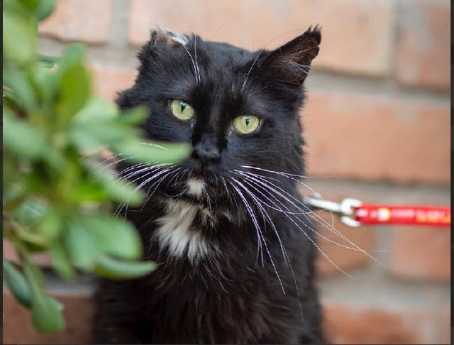 Черно-белая кошечка 3-4 года для дома или передержки