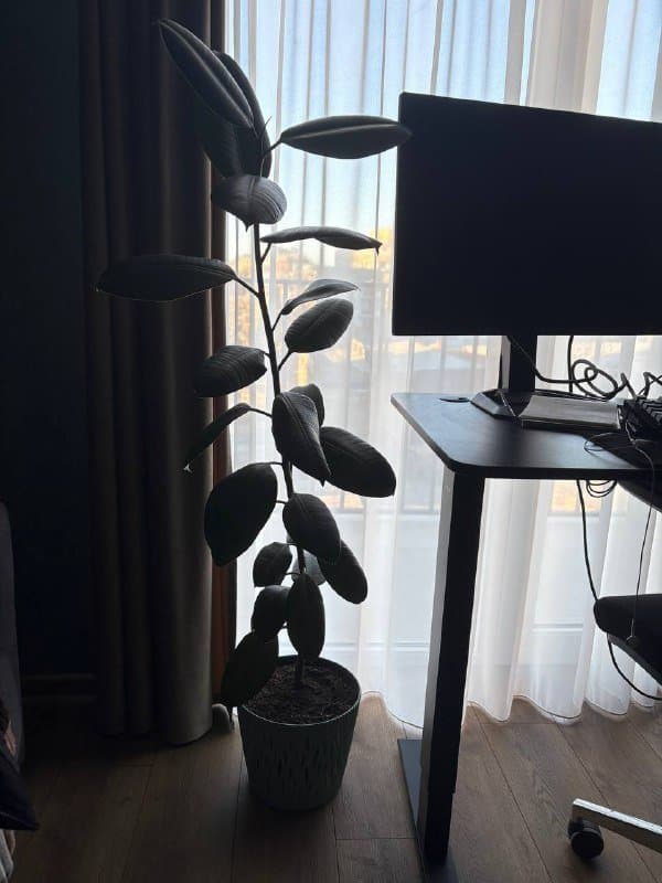 Фикус с горшком 140 см