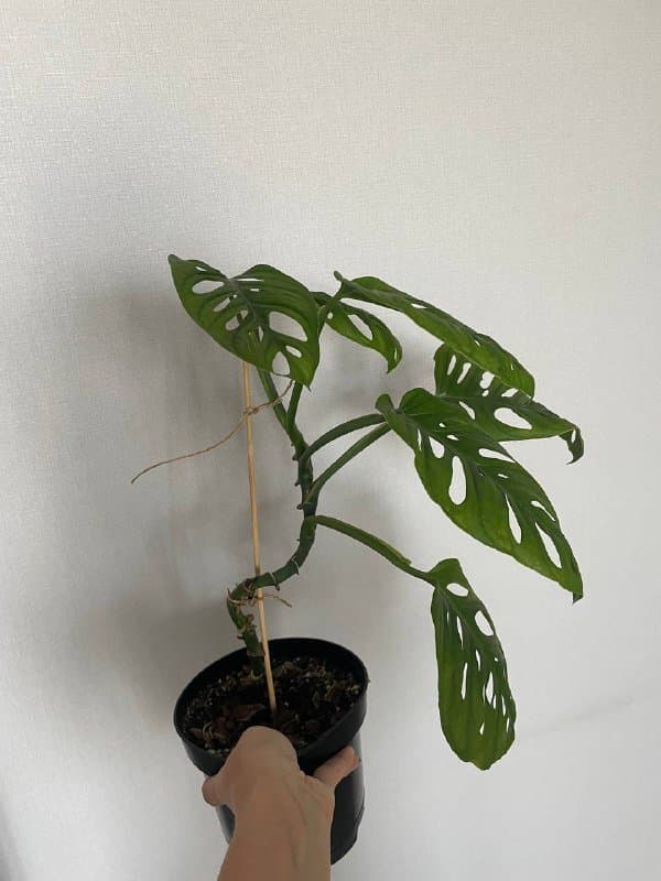 Монстера, Аглаонема Сильвер Квин, Монстера манки, Алоказия 5