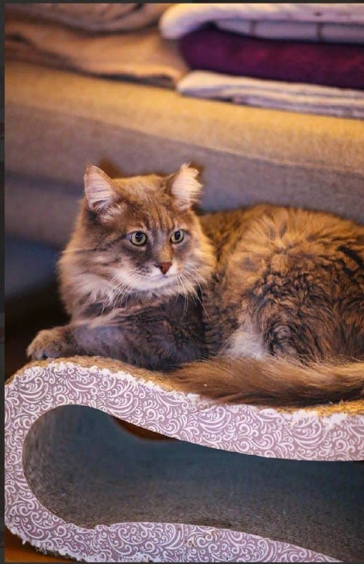 Кот Мао ищет дом 1