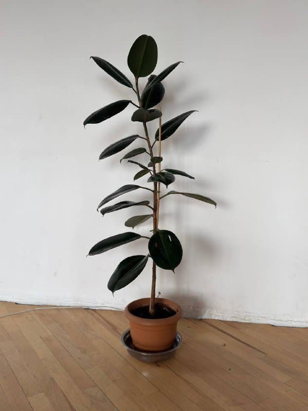 Фикус высотой 120см