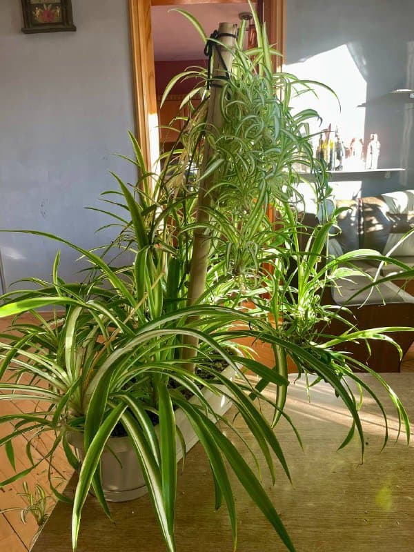 Хлорофитум мелкий, крупный, Лимонное дерево ростки 2