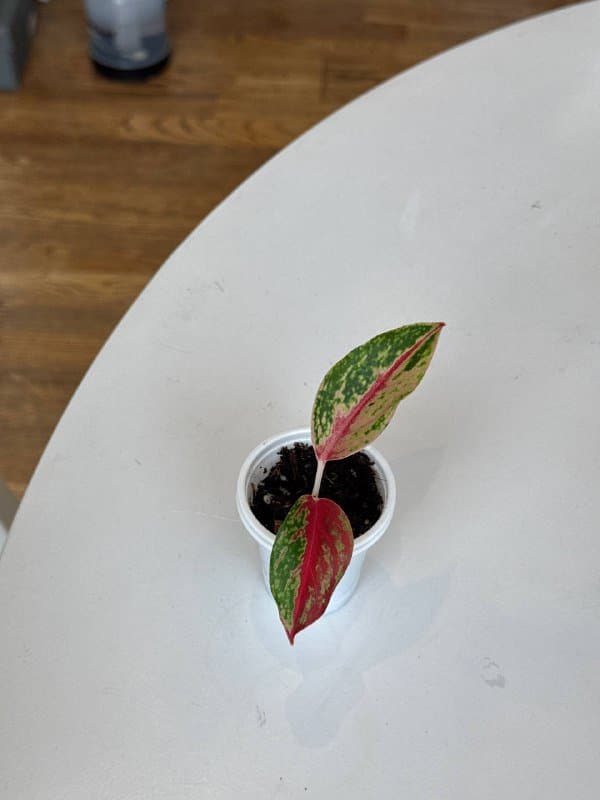 Излишки комнатных растений 10