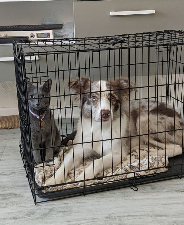 Клетка для собак и котов