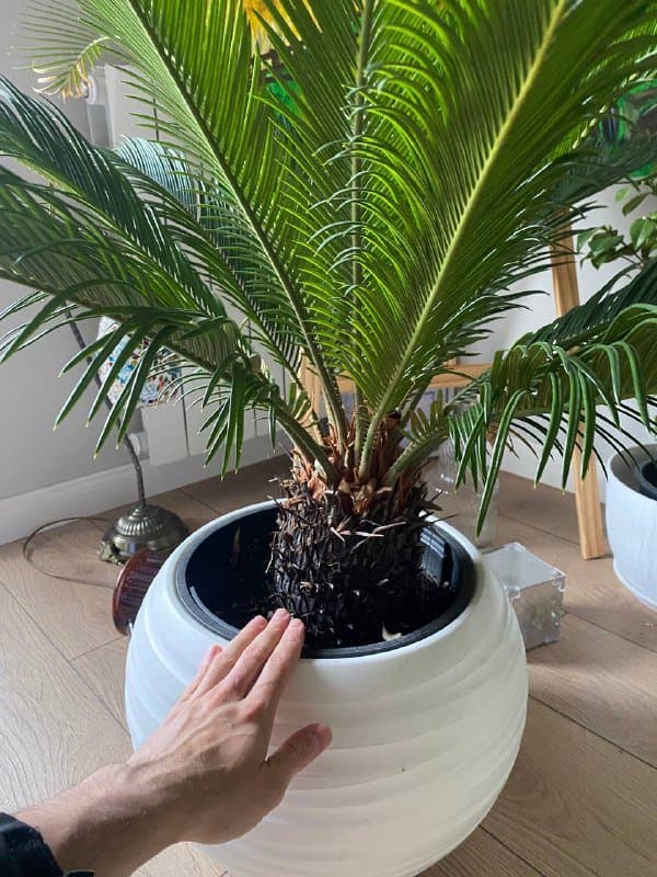 Пальма в горшке 3