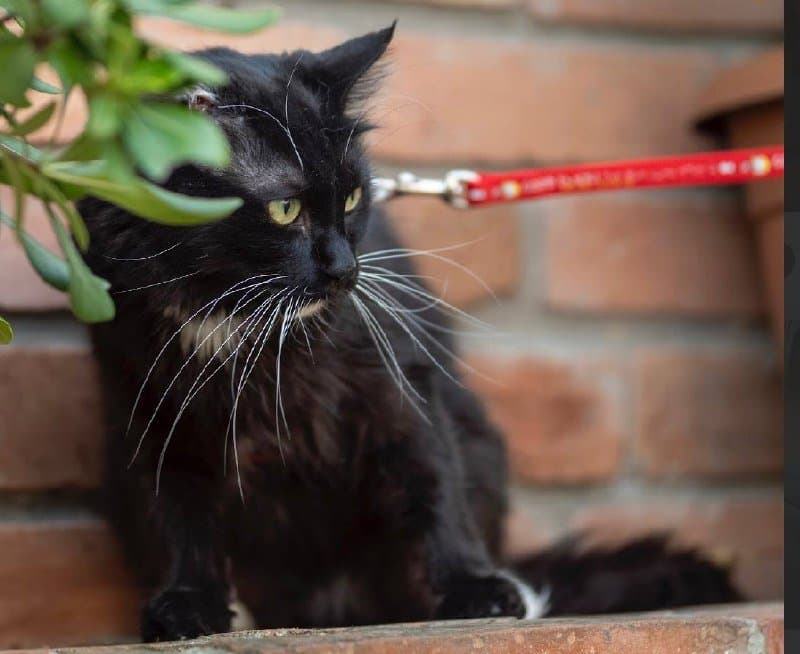 Черно-белая кошка, 3-4 года для дома 3