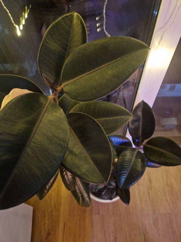 Фикус-эластика высотой 90 см 4