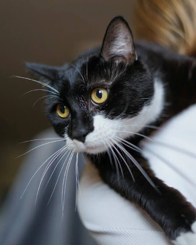 Молодой кот Дэни с вайбом «деда» для души и компании