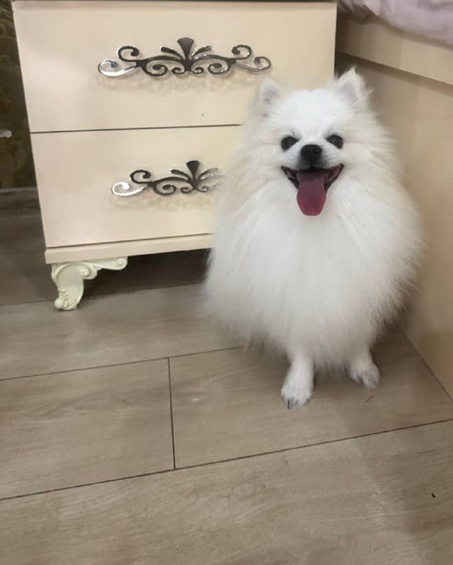 Мальчик шпицуля мини крем