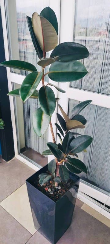 фикус в горшке