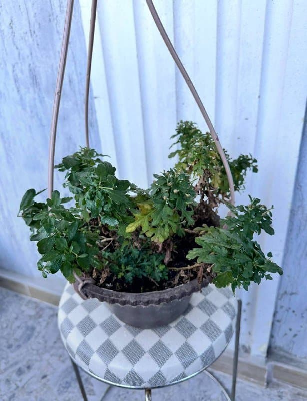 Комнатные растения традесканция зебрина, кофе арабика, цитрусы, авокадо, цикламены, азалия, хризантемы 10