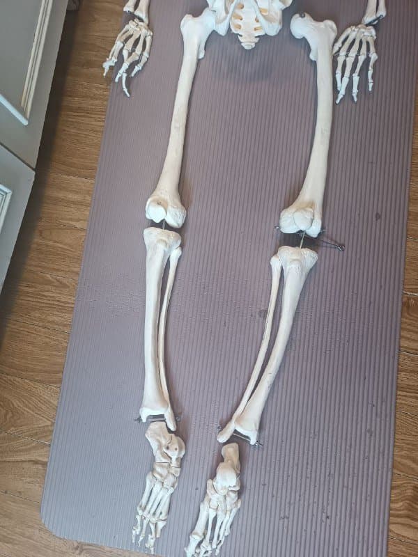 Анатомический скелет человека 170 см