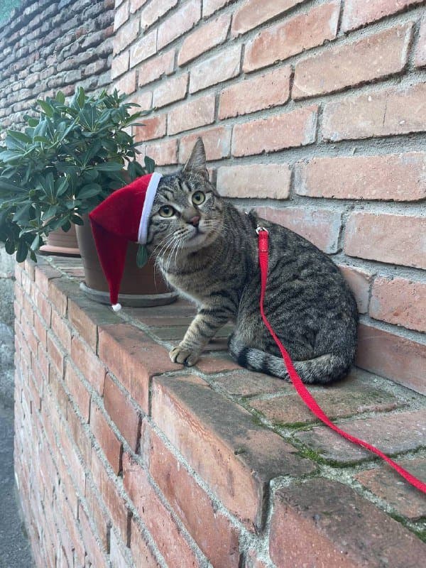 Котик ищет дом, ласковый и дружелюбный кот 3