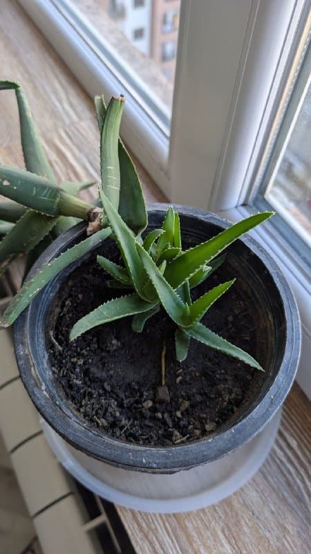 Алоэ Тигровый зуб