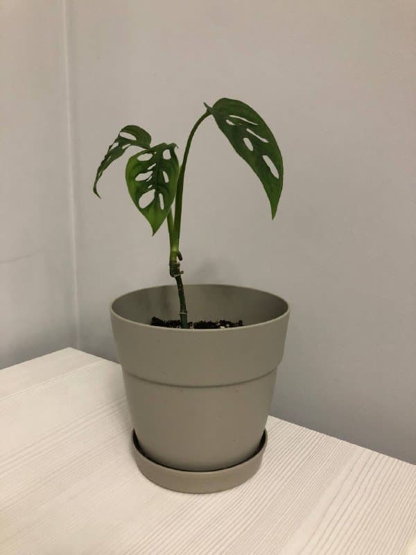 Монстера манки, 2 книги, шлейка для собаки, платье Mango, бюст, ароматизатор, венок, фигурки