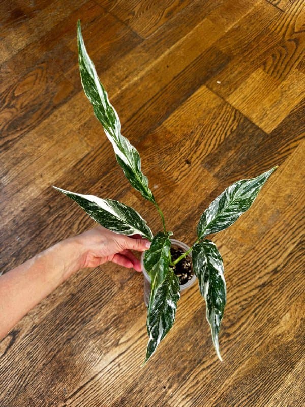 Комнатные растения 2