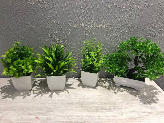 Декоративная зелень Лианы цветы бонсай