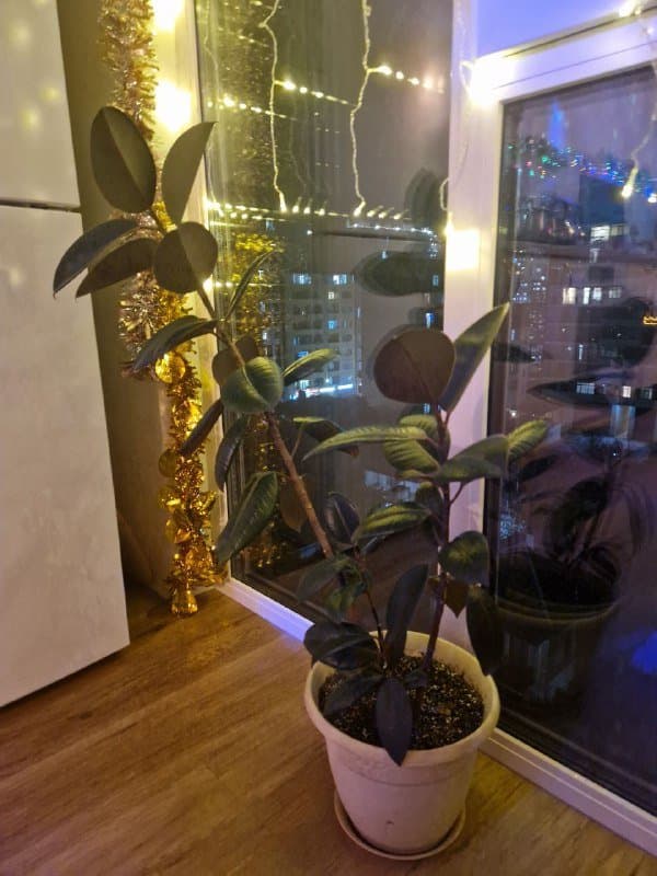 Фикус-эластика высотой 90 см