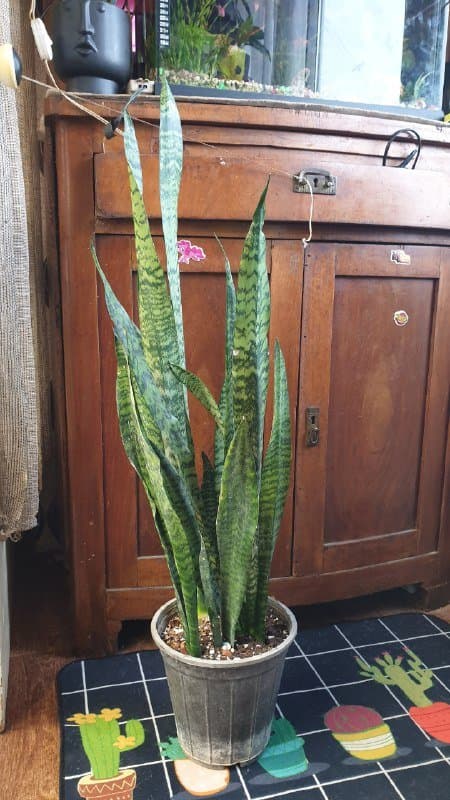 Хлорофитум, Сансевиерия 3