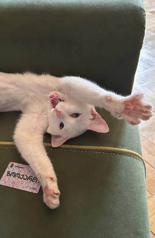 кот Хори ищет дом 2