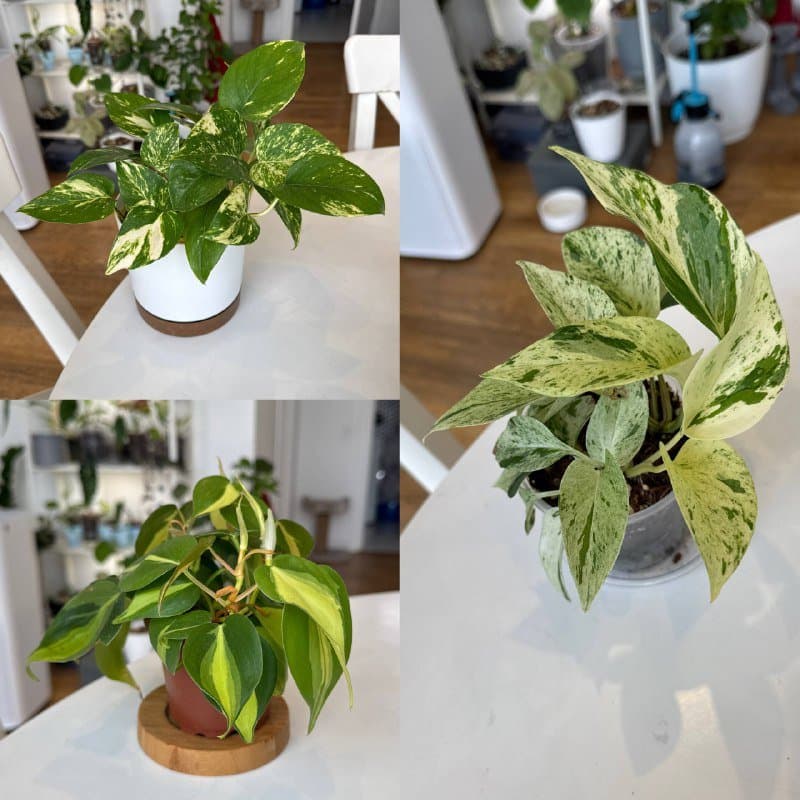 Комнатные растения 1