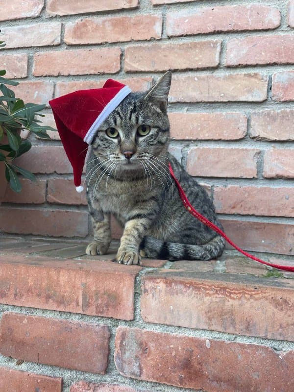 Котик ищет дом, ласковый и дружелюбный кот 1