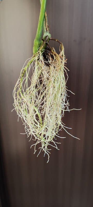 низ от Монстеры Альбы с большими листьями 3