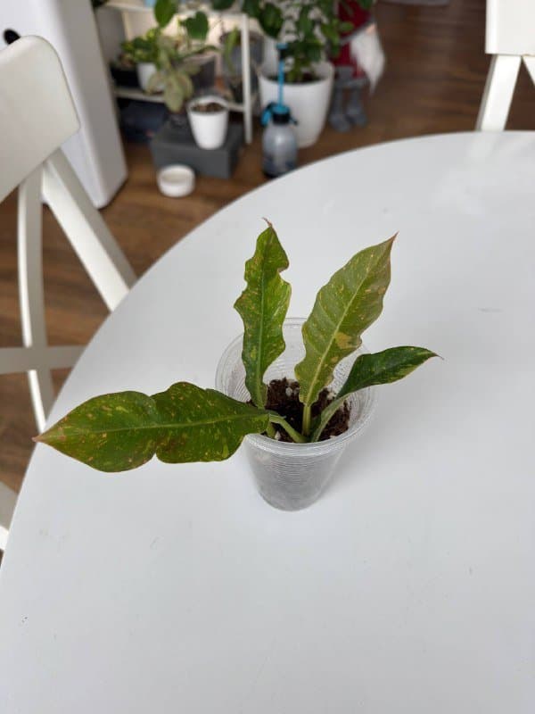 Излишки комнатных растений 2