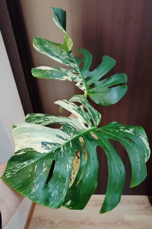 низ от Монстеры Альбы с большими листьями