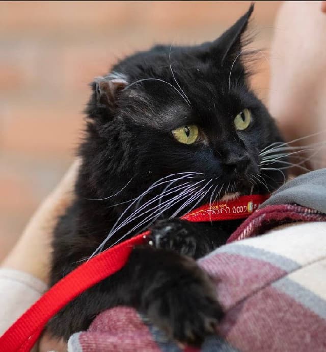 Черно-белая кошка, 3-4 года для дома