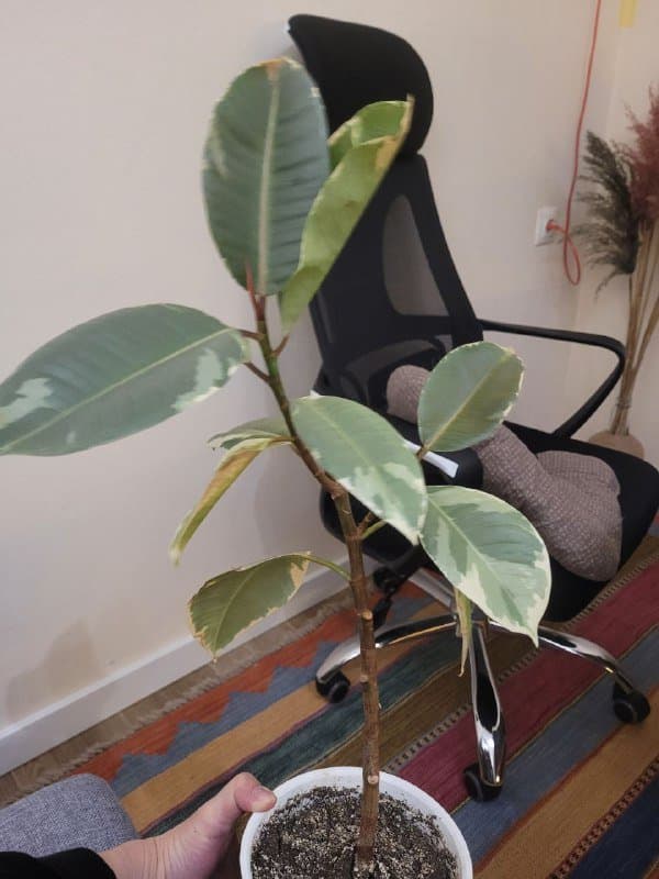 Цветок без горшка