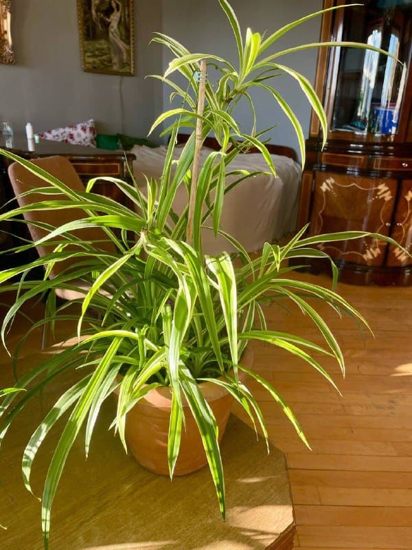 Хлорофитум мелкий, крупный, Лимонное дерево ростки 3