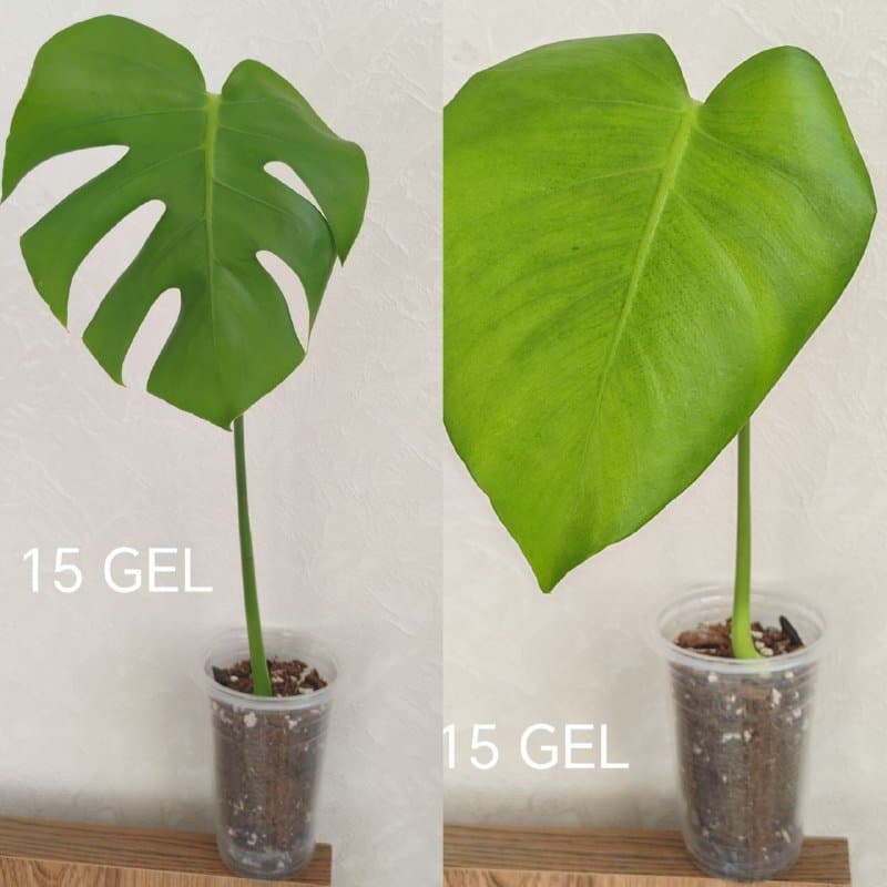 Комнатные растения от 5 до 15 GEL 4