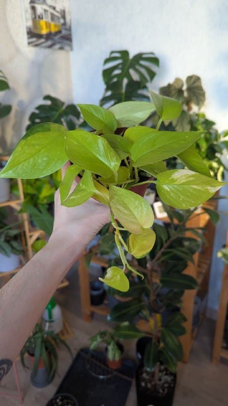 Эпипремнум неон, Эпипремнум золотистый, Филодендрон бразил