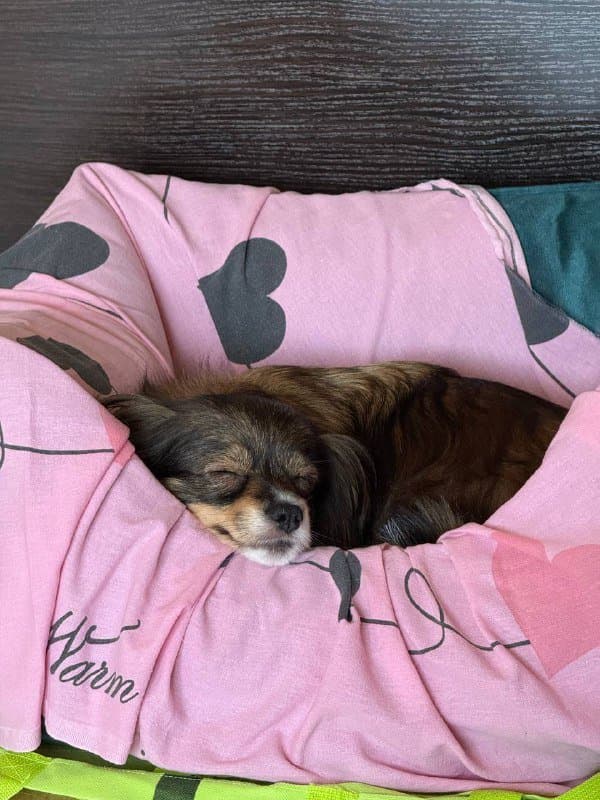 Лежанка для собак Noble Pet Leon 70x50 см 3