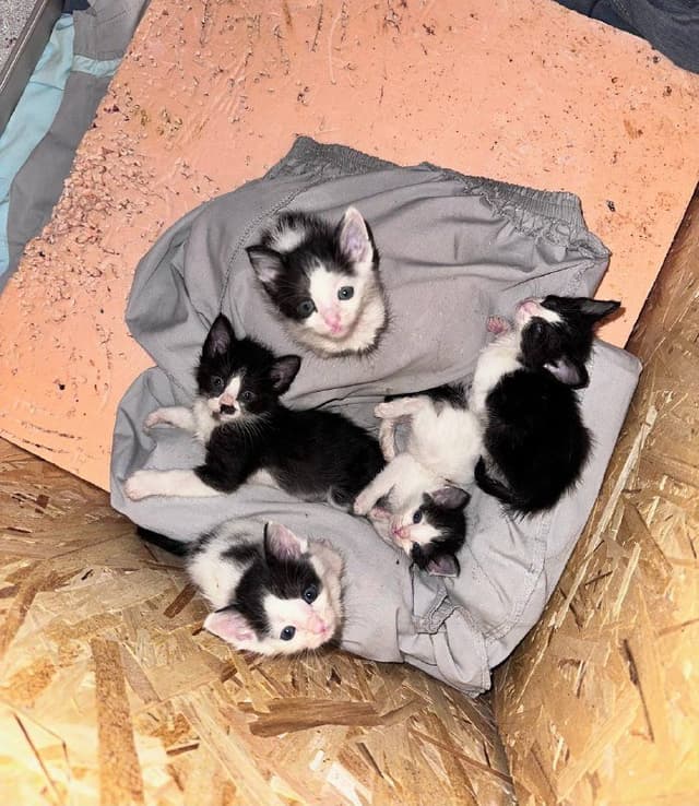 Котята черно-белые взрослые для дома