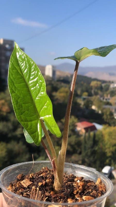Алоказия скальпрум растение