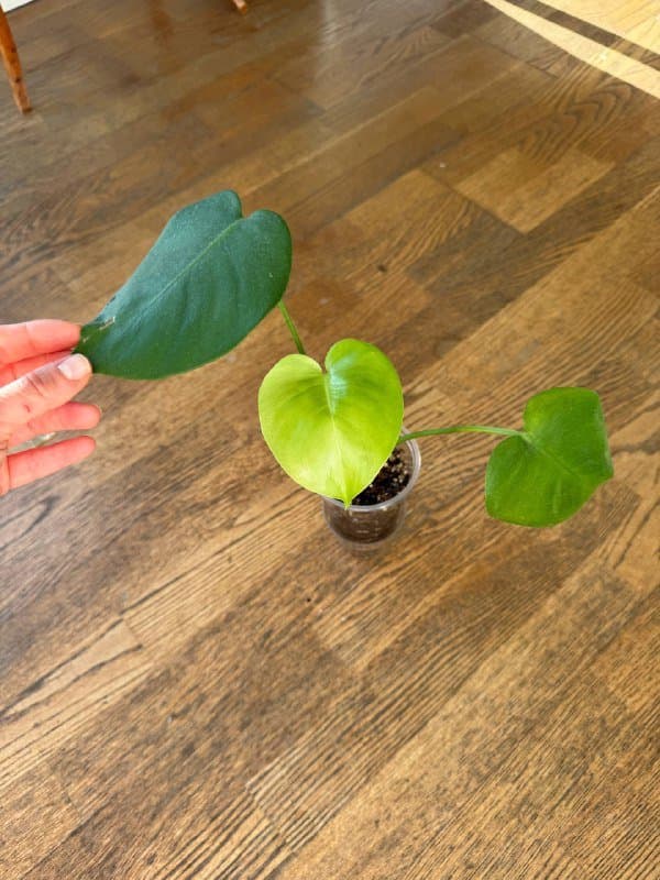 Комнатные растения 8